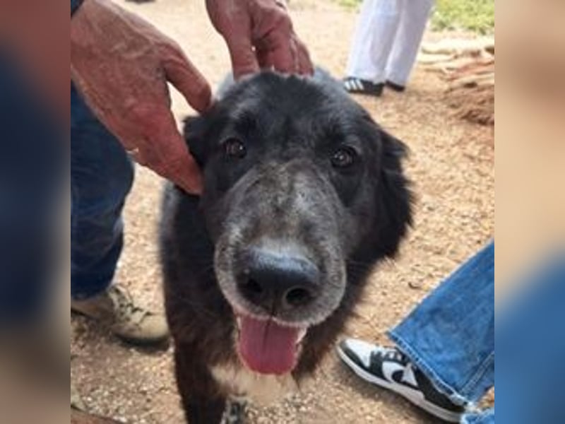 Mania - flauschig, schwarz und einfach klasse!