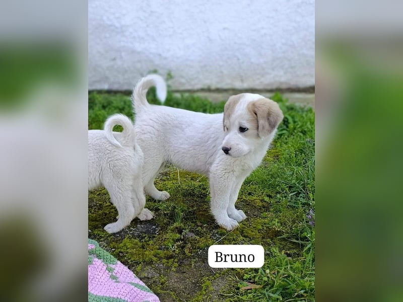 Bruno - kleine Grinsebacke