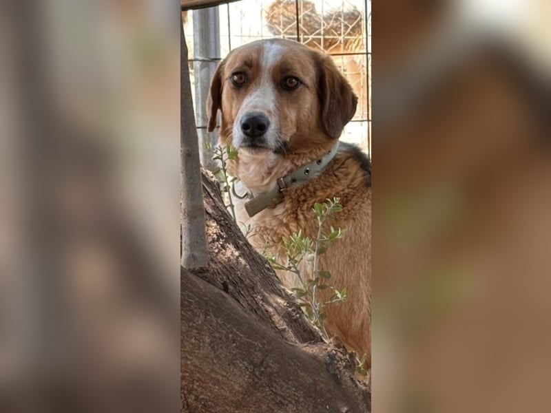 Rica - vertraut, gewartet, üblebt - jetzt fehlt nur noch eine Familie