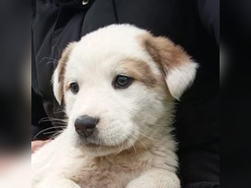 Billy - sanfter Bub auf der Suche nach dem Glück