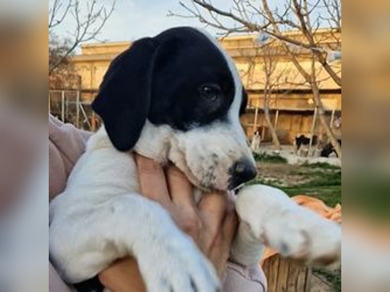 Faris - ein Sonnenschein