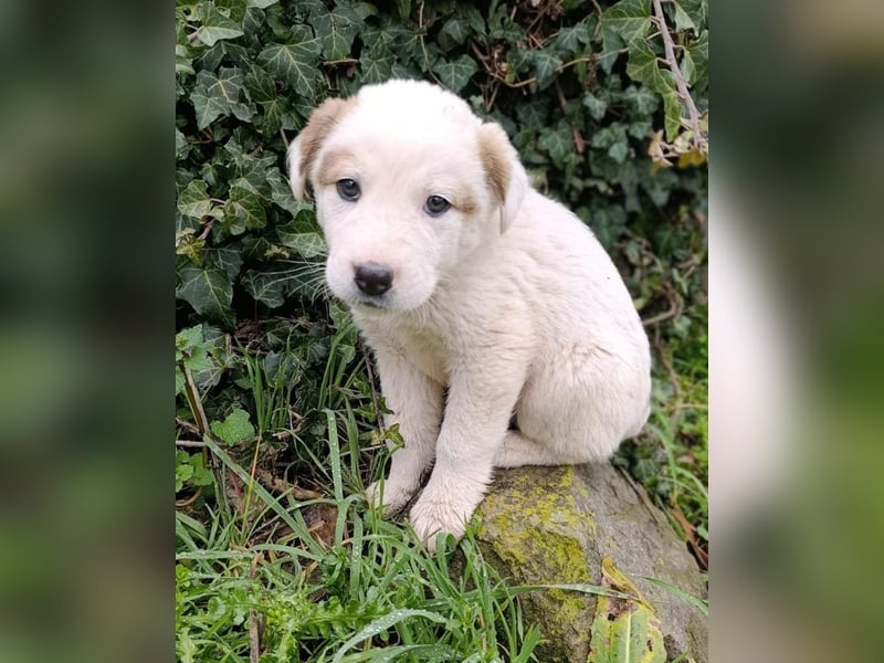 Billy - sanfter Bub auf der Suche nach dem Glück