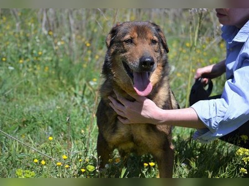 Manthos - sein Blick weise-melancholisch, seine Schnauze grau, sein Herz voller Liebe