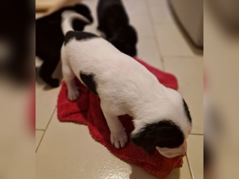 Faris - ein Sonnenschein