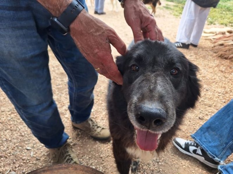 Mania - flauschig, schwarz und einfach klasse!