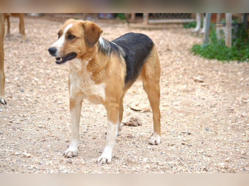 Rica - vertraut, gewartet, üblebt - jetzt fehlt nur noch eine Familie