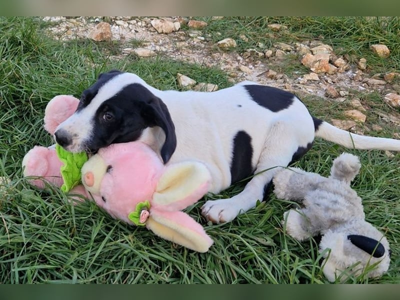 Faris - ein Sonnenschein