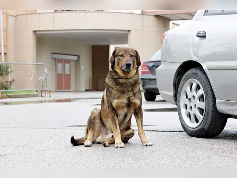 Manthos - sein Blick weise-melancholisch, seine Schnauze grau, sein Herz voller Liebe