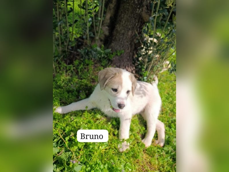 Bruno - kleine Grinsebacke