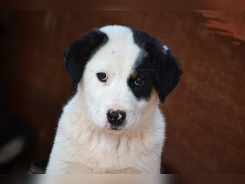 Spotty - wo ist mein neues Zuhause?