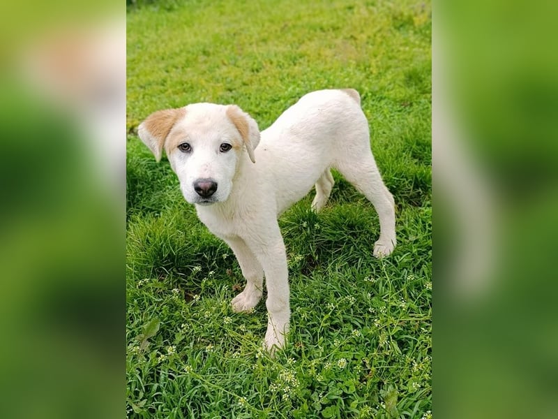 Billy - sanfter Bub auf der Suche nach dem Glück