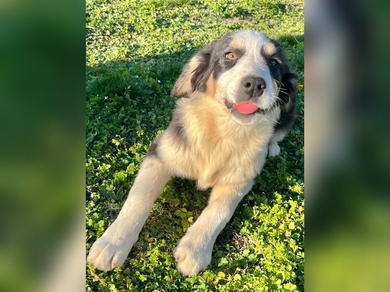 Athena - verspielt, fröhlich und liebenswert