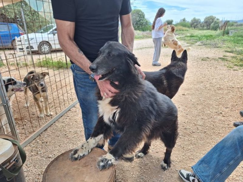 Mania - flauschig, schwarz und einfach klasse!