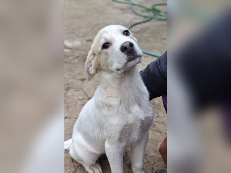 Bruno - kleine Grinsebacke