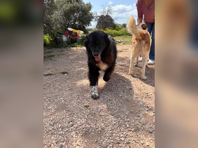 Mania - flauschig, schwarz und einfach klasse!