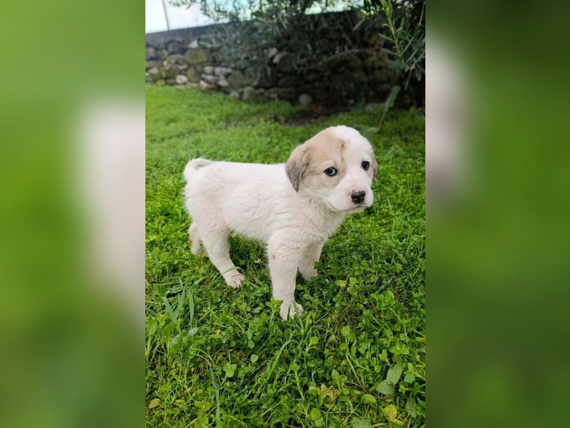 Bruno - kleine Grinsebacke