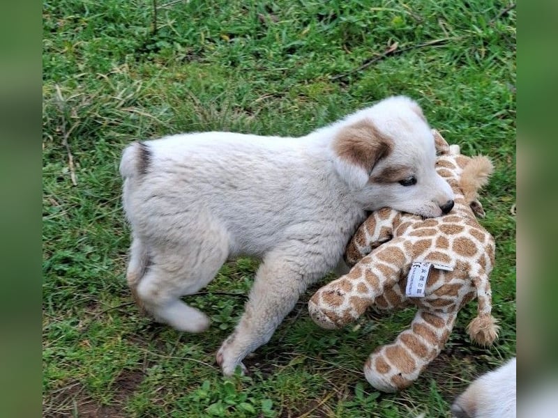 Billy - sanfter Bub auf der Suche nach dem Glück
