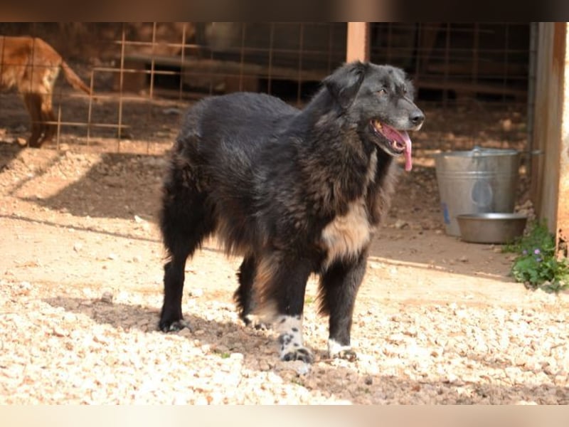 Mania - flauschig, schwarz und einfach klasse!