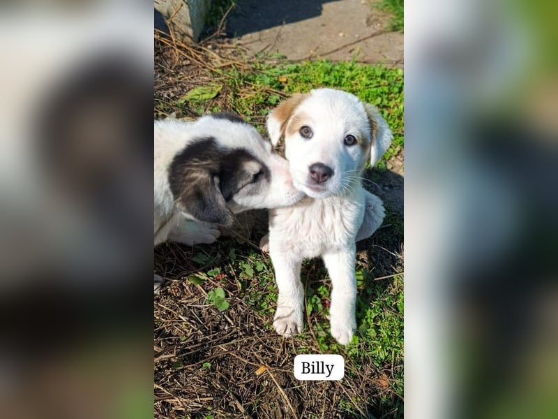 Billy - sanfter Bub auf der Suche nach dem Glück