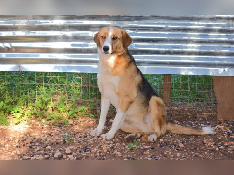 Rica - vertraut, gewartet, üblebt - jetzt fehlt nur noch eine Familie