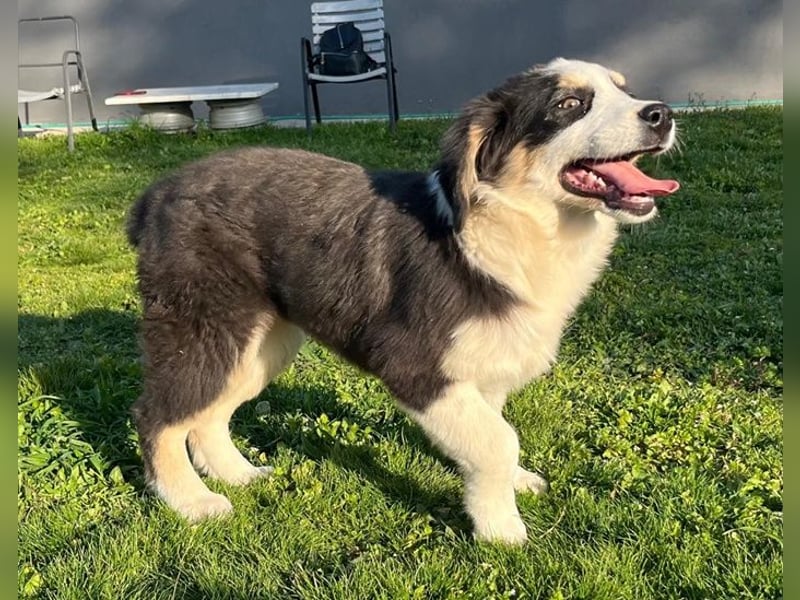 Athena - verspielt, fröhlich und liebenswert