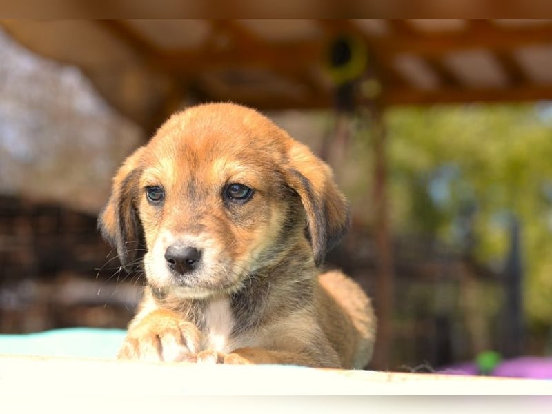 Lacta - von der Straße ins Glück?
