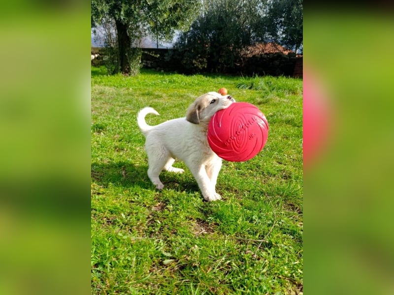 Bruno - kleine Grinsebacke