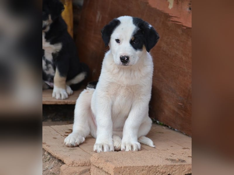 Spotty - wo ist mein neues Zuhause?