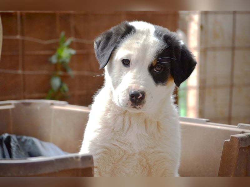 Spotty - wo ist mein neues Zuhause?