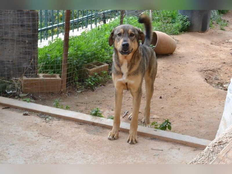 Alf - er hatte Glück im Unglück