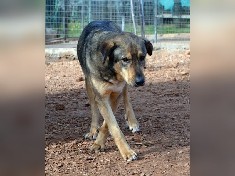 Alf - er hatte Glück im Unglück