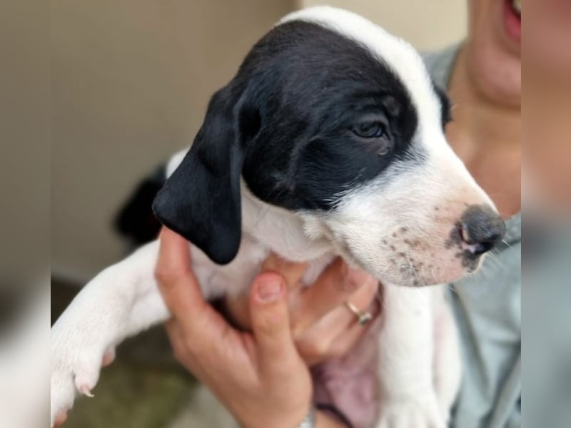 Faris - ein Sonnenschein