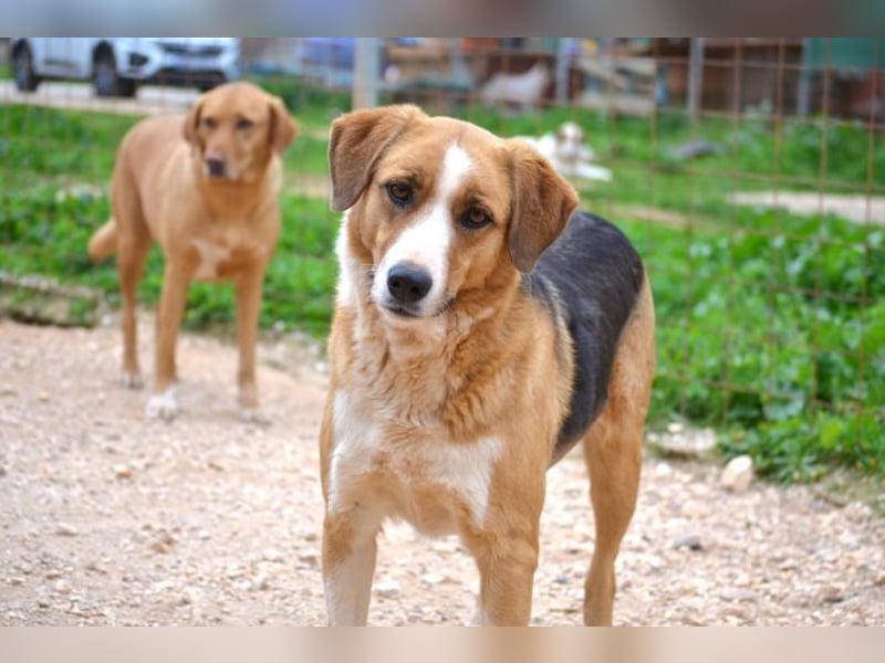 Rica - vertraut, gewartet, üblebt - jetzt fehlt nur noch eine Familie