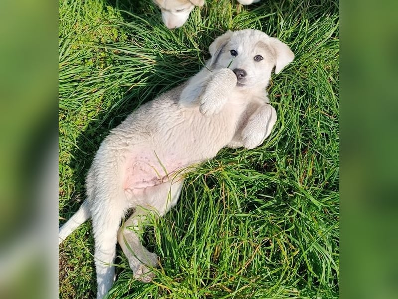 Bruno - kleine Grinsebacke