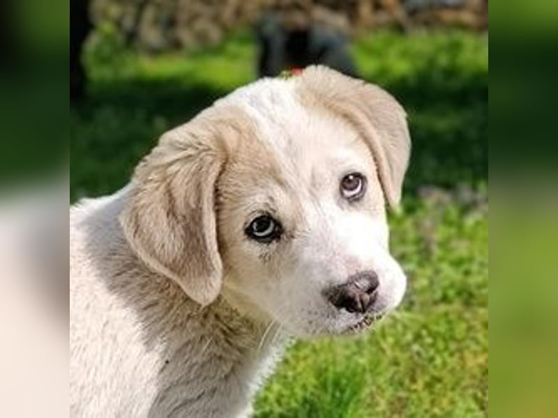 Bruno - kleine Grinsebacke