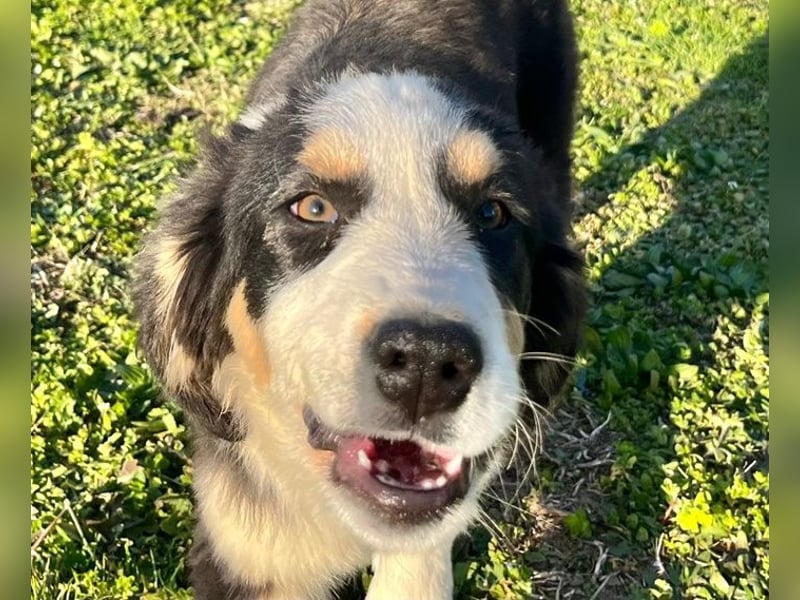 Athena - verspielt, fröhlich und liebenswert