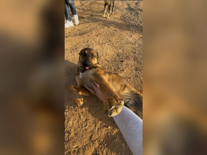 Zauberhafter Sirius wurde einfach ausgesetzt