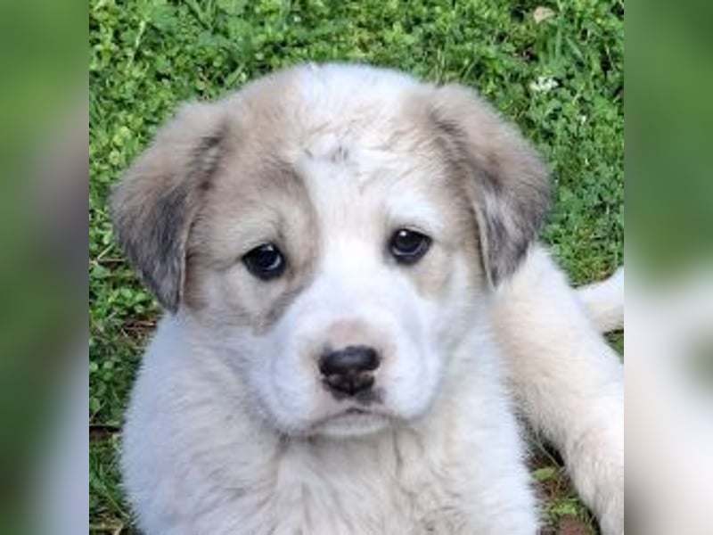 Bruno - kleine Grinsebacke