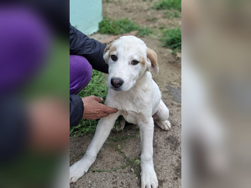 Billy - sanfter Bub auf der Suche nach dem Glück