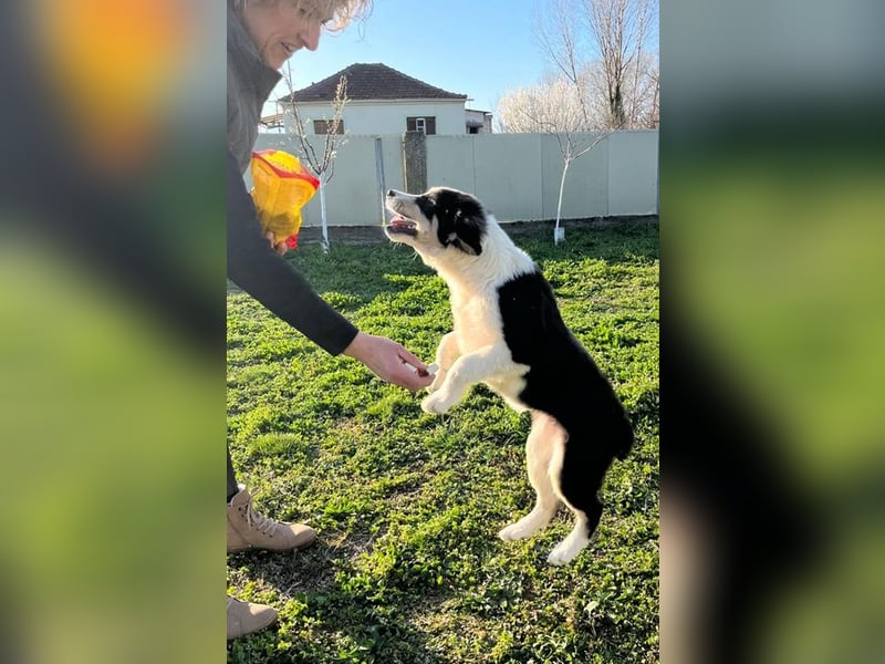 Athena - verspielt, fröhlich und liebenswert