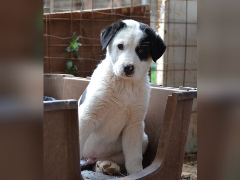 Spotty - wo ist mein neues Zuhause?