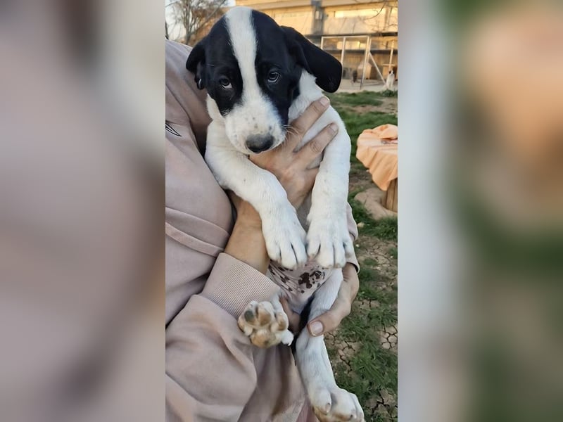 Faris - ein Sonnenschein