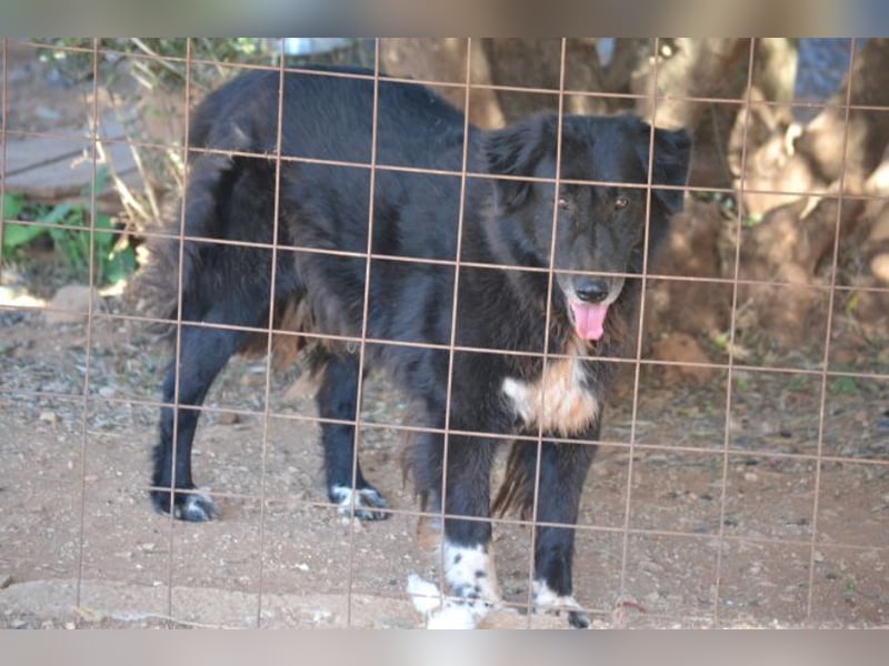 Mania - flauschig, schwarz und einfach klasse!