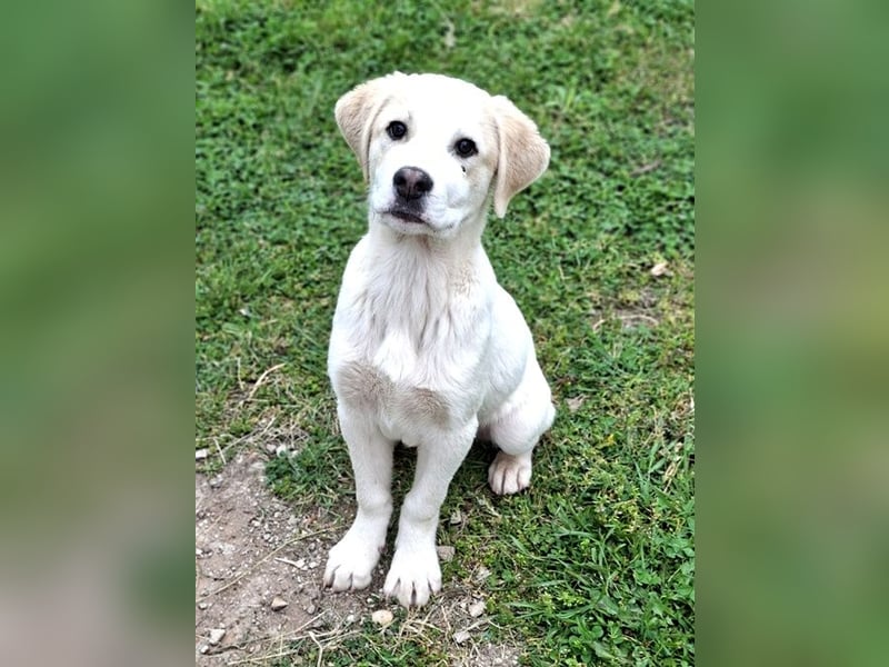 Bruno - kleine Grinsebacke