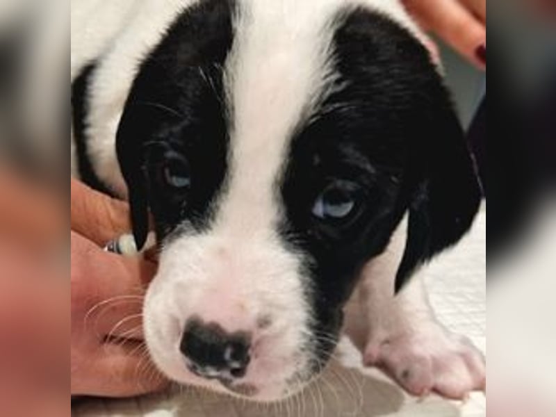 Faris - ein Sonnenschein