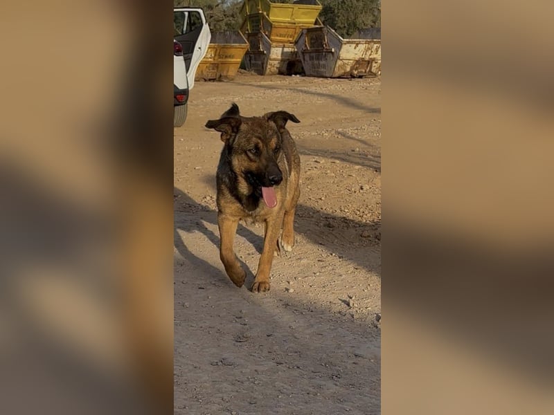 Zauberhafter Sirius wurde einfach ausgesetzt