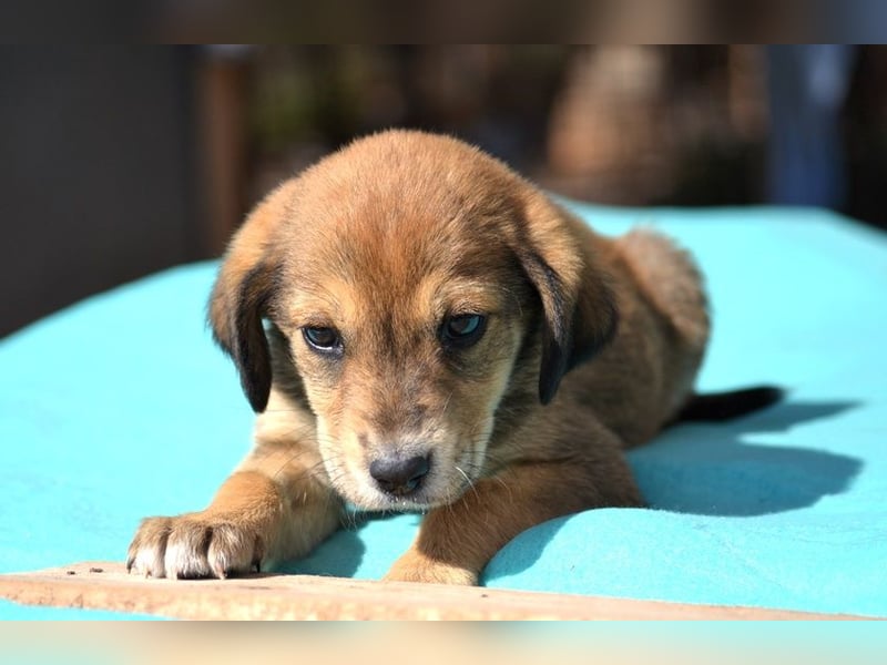 Lacta - von der Straße ins Glück?