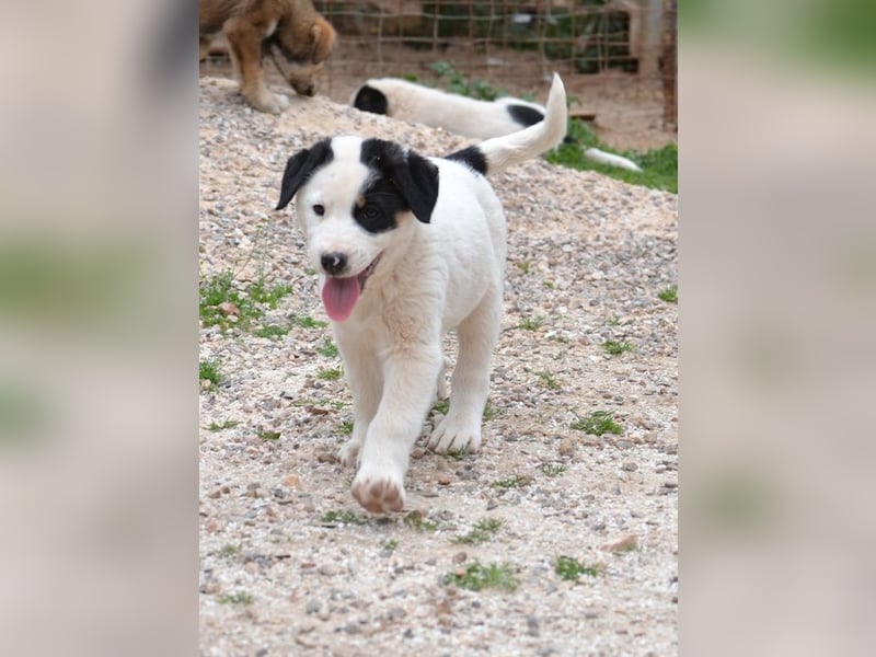 Spotty - wo ist mein neues Zuhause?