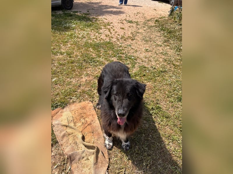 Mania - flauschig, schwarz und einfach klasse!