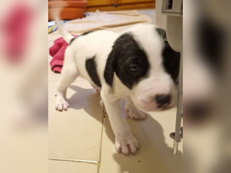 Faris - ein Sonnenschein